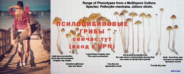 PSILOCYBIN Алексеевка